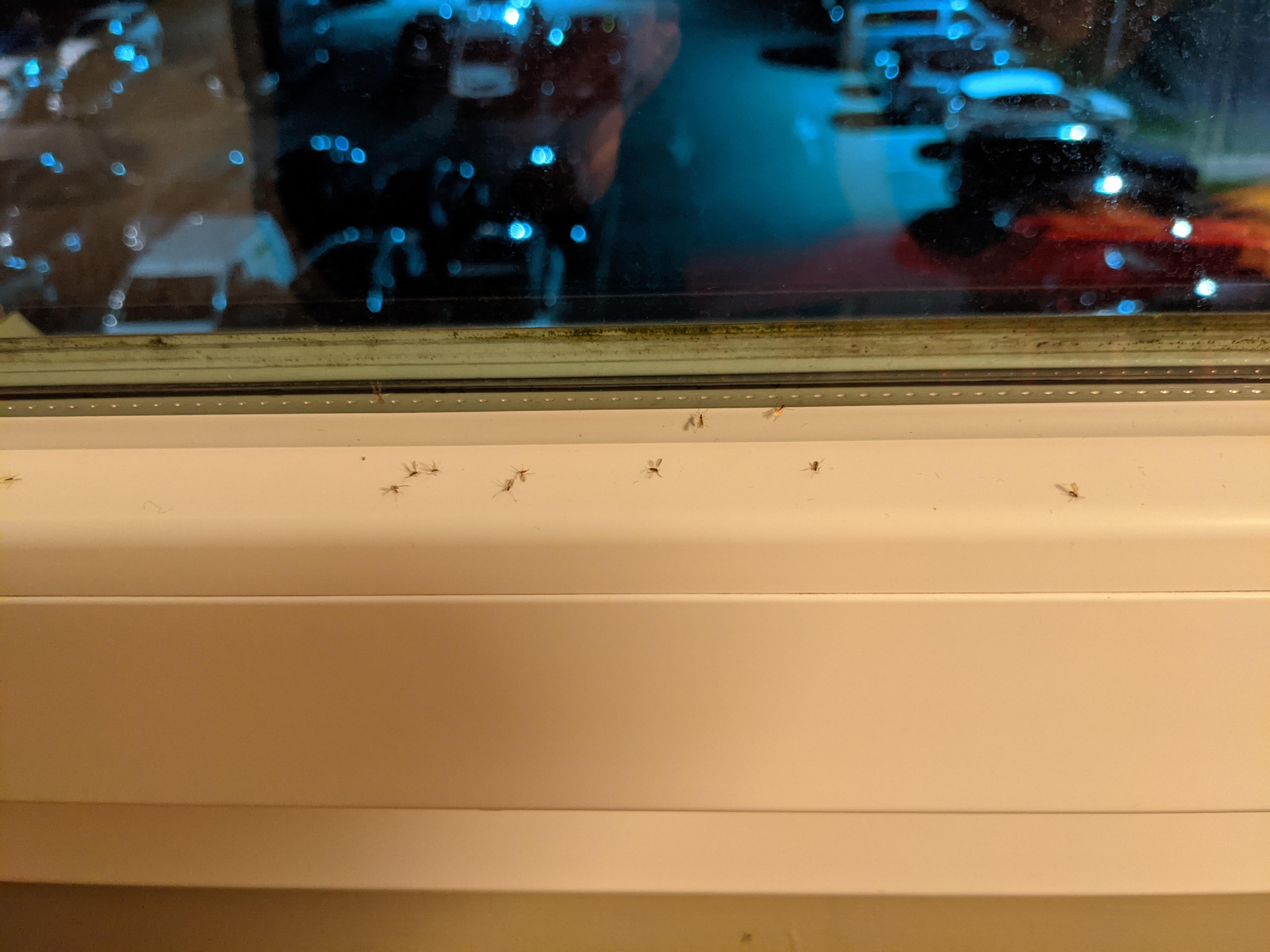 Small flies hanging around the window
Moucherons sur le rebord de la fenêtre