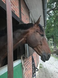 Med stall og badebaseng