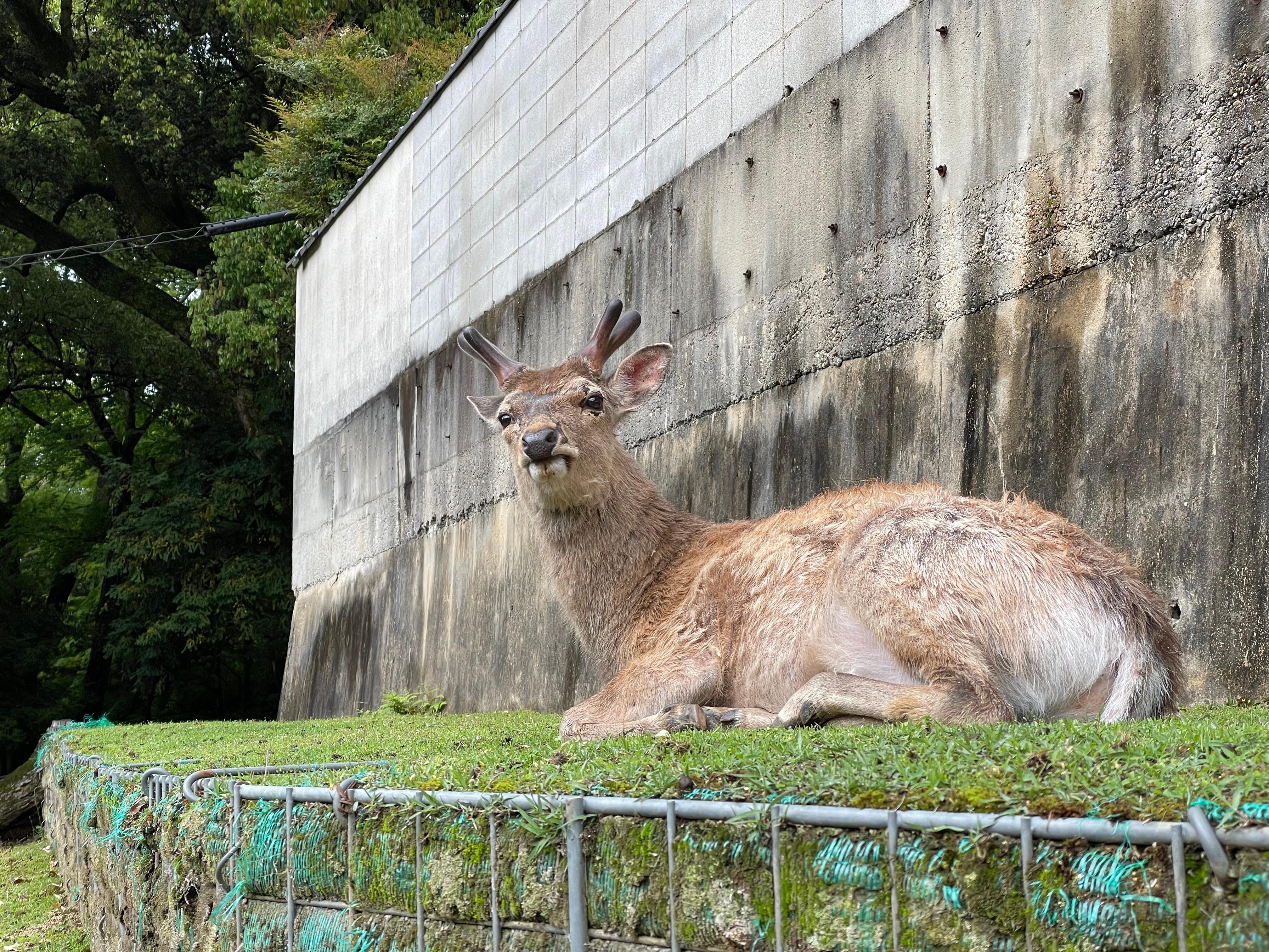 ブラックジャック