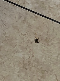 Roach on floor