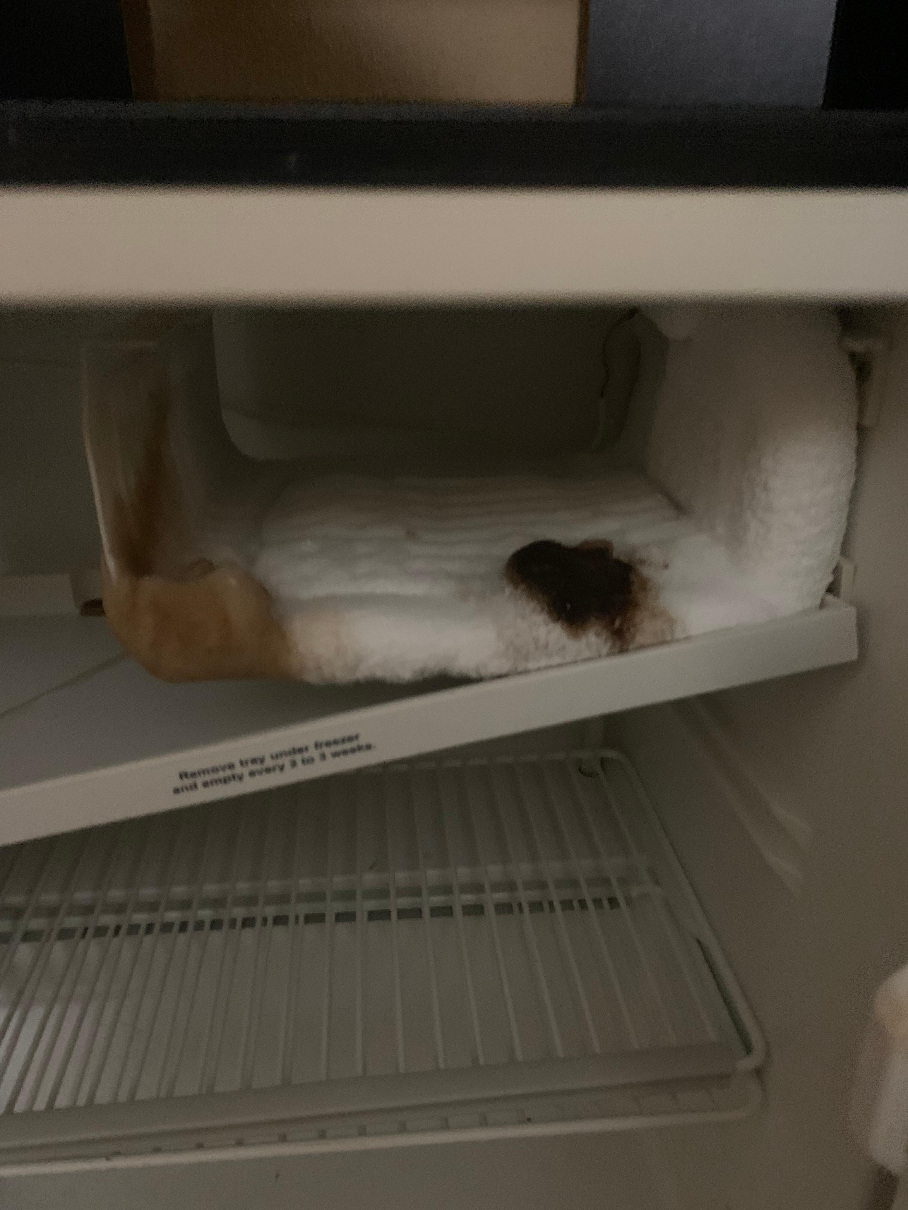 The refrigerator 