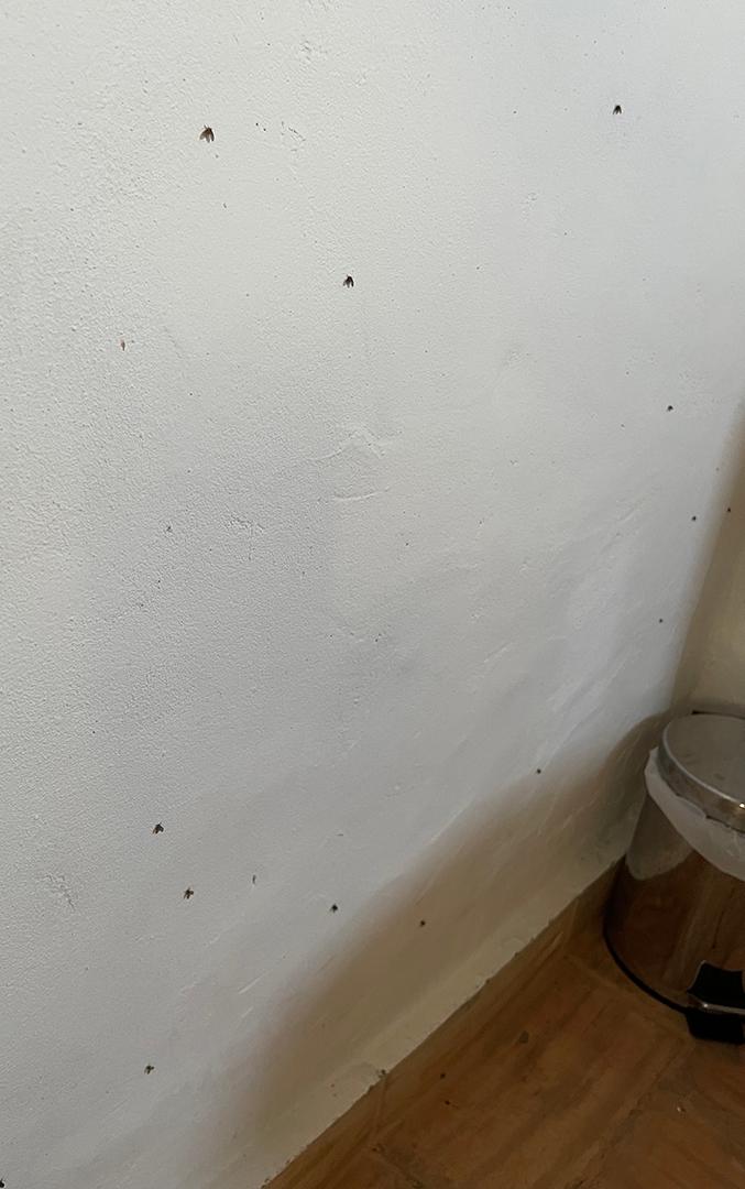 Fly's collect on the bathroom walls in evening. Look like flys from an open pipe. 