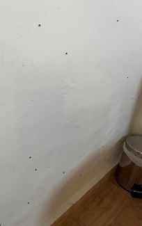 Fly's collect on the bathroom walls in evening. Look like flys from an open pipe.