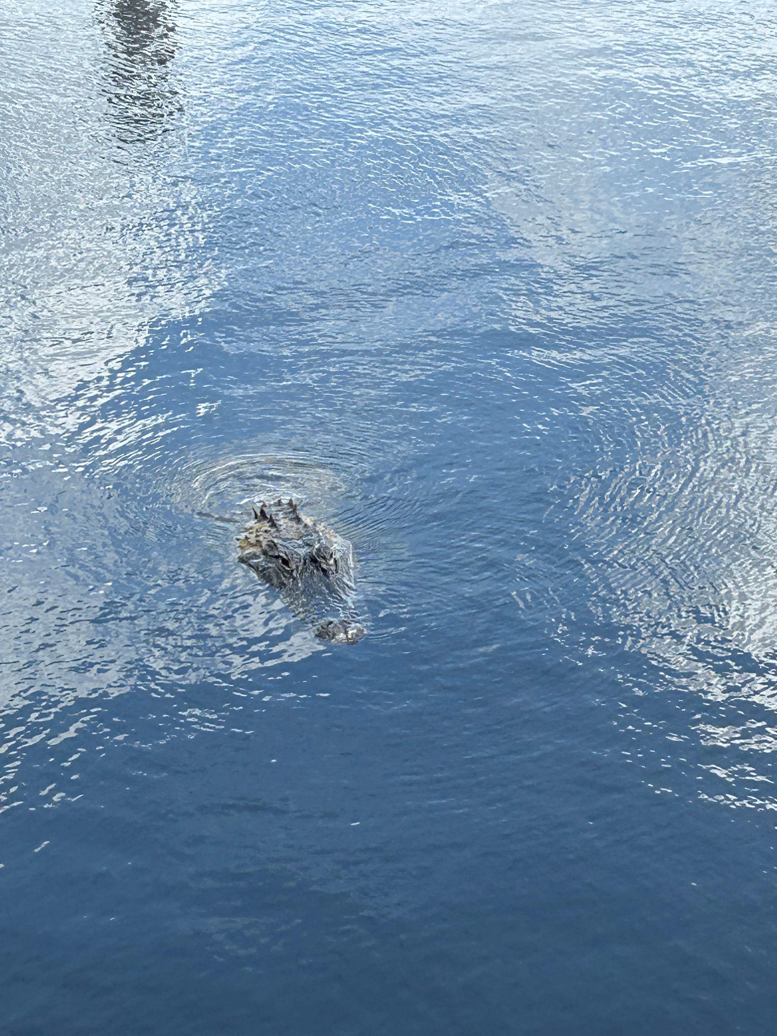 クロコダイルに会えます