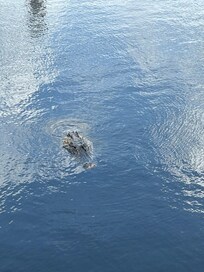 クロコダイルに会えます