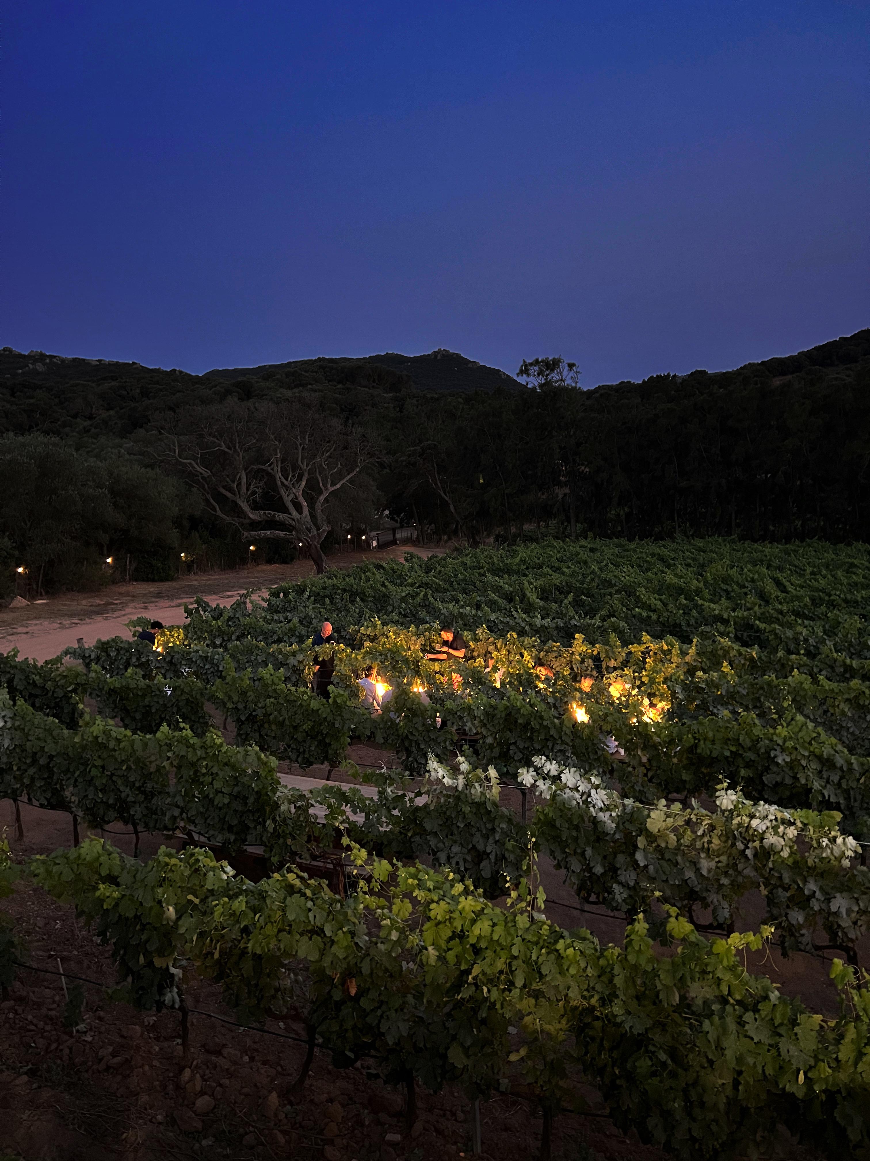 Dinner in the vines (by reservation only)