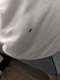 Petite bébête dans la chambre