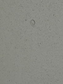 Hair in shower