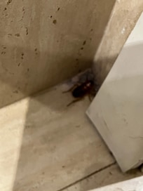 Fant noen sånne som ventet på oss