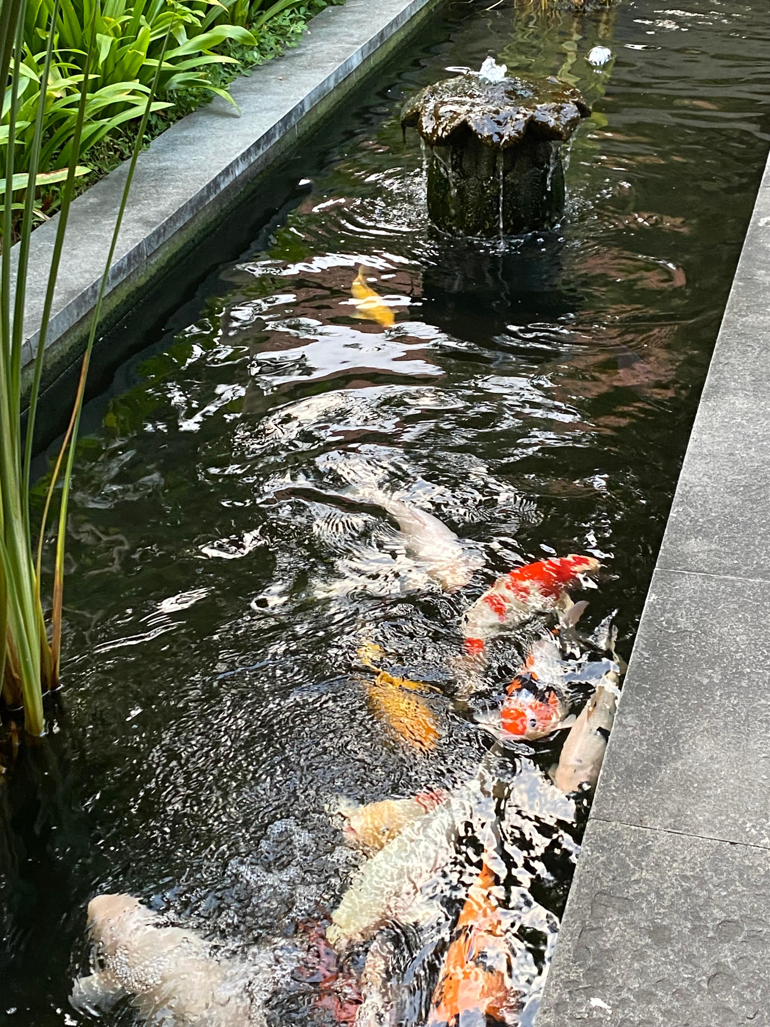 Koi pond near the spa