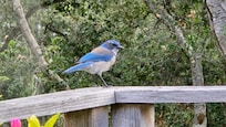 California scrub jay on the deck