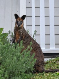 Swamp Wallaby 🦘