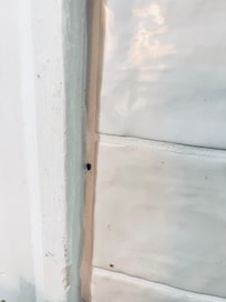 Roach