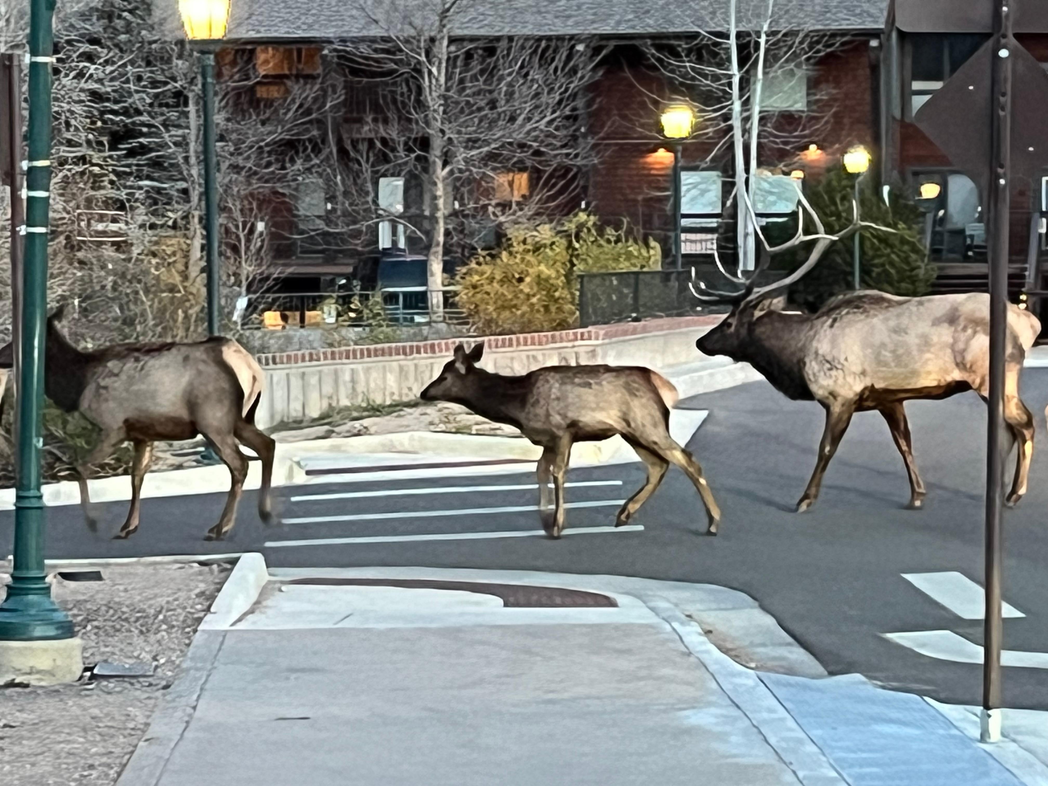 Walking in from parking lot across the street. Estes Park traffic jam!
