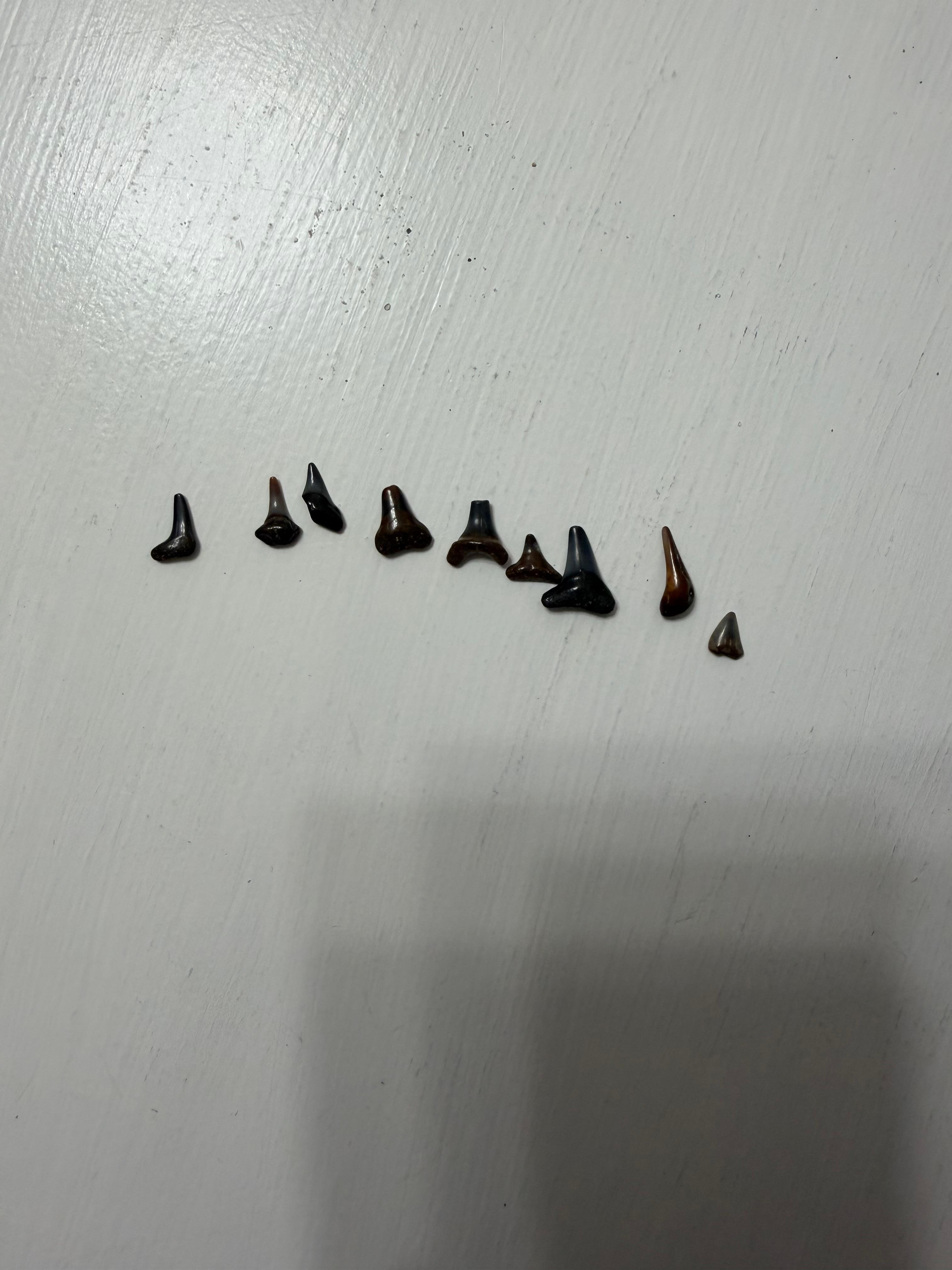 Shark teeth