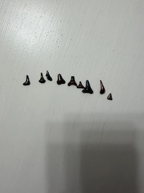 Shark teeth