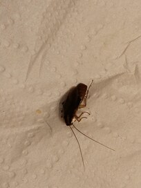 The roach we found crawling across our bed.