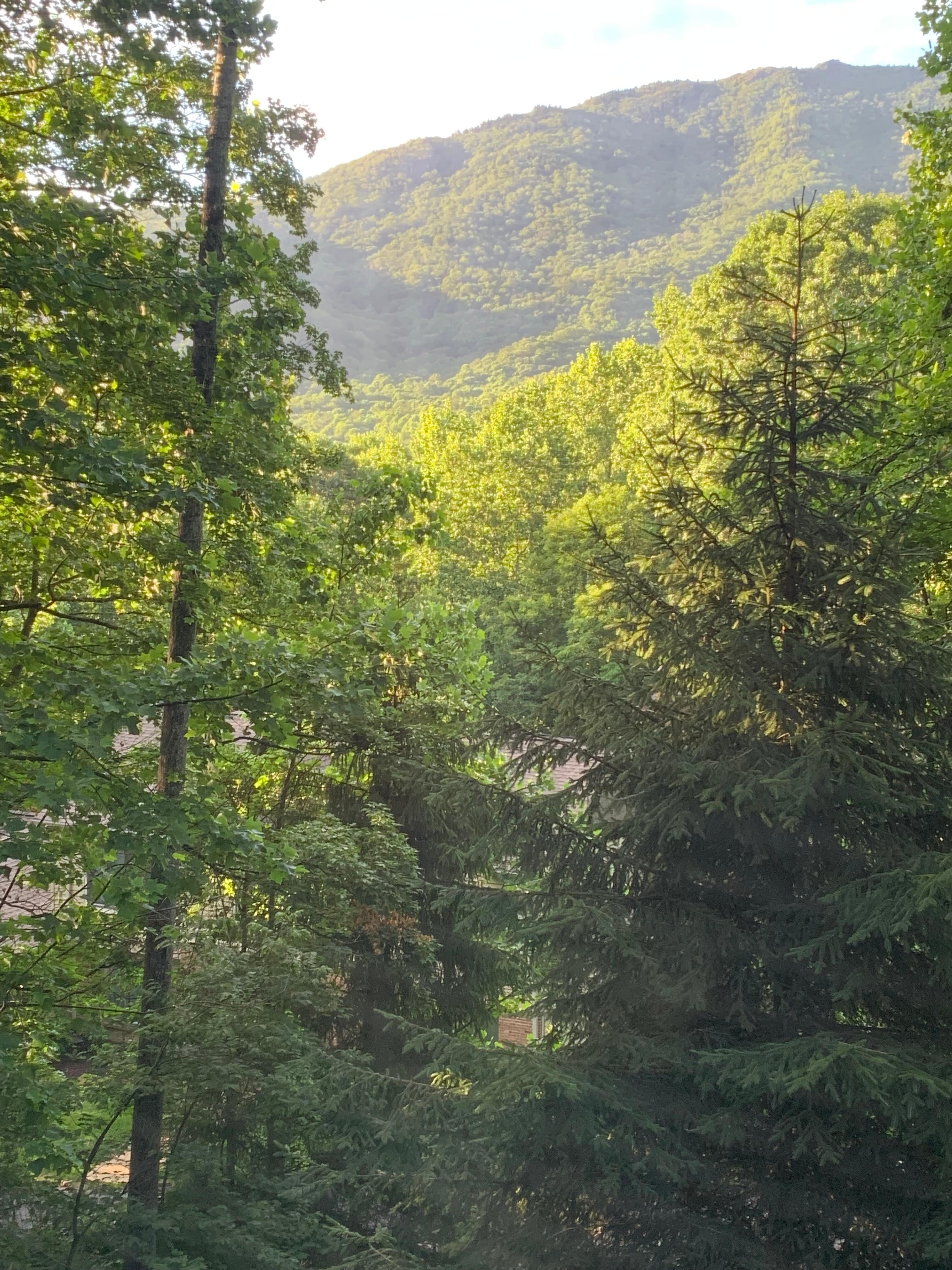 The view from the zen den.