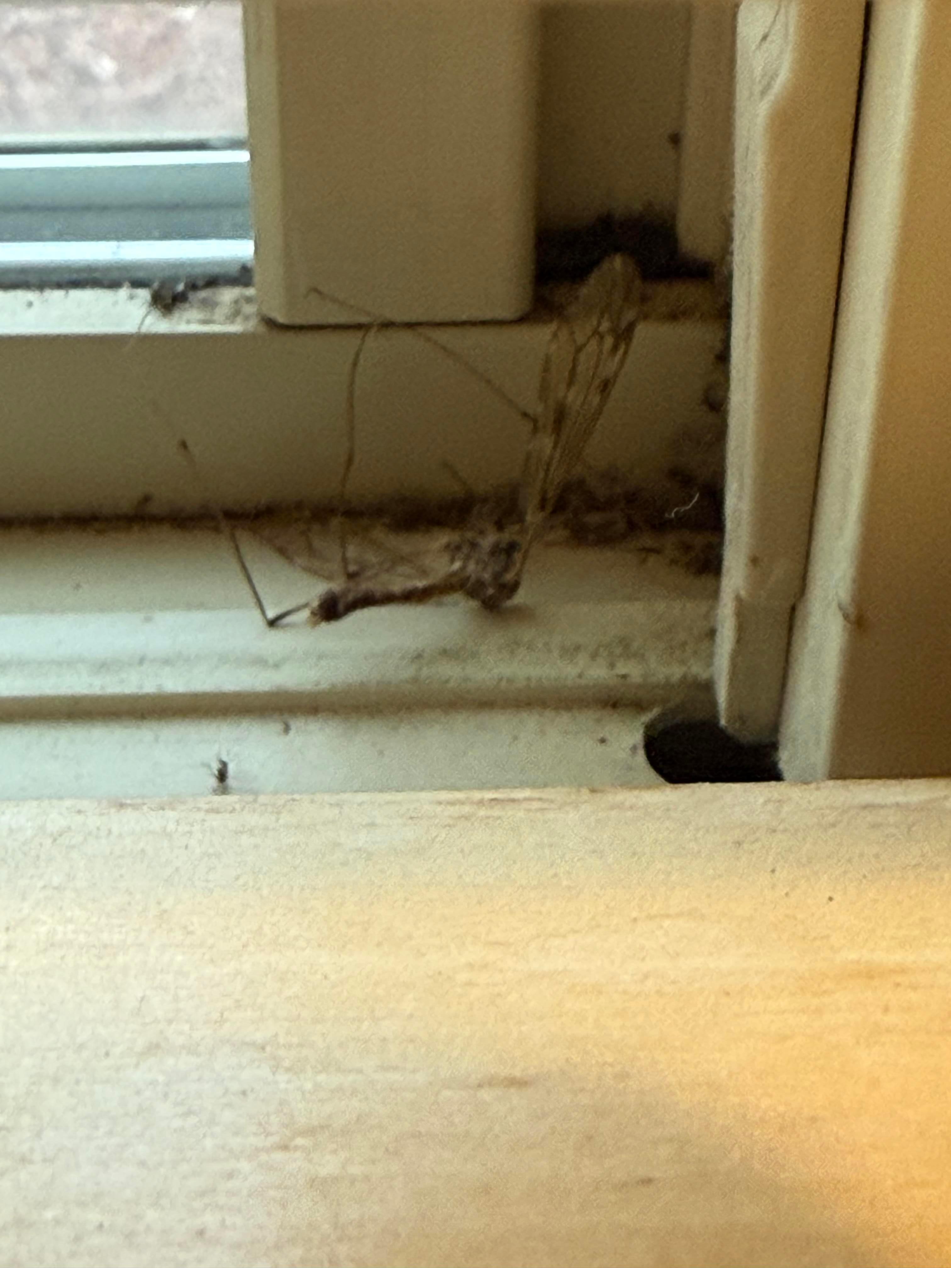 Any entomologists in the house? 