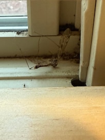 Any entomologists in the house?