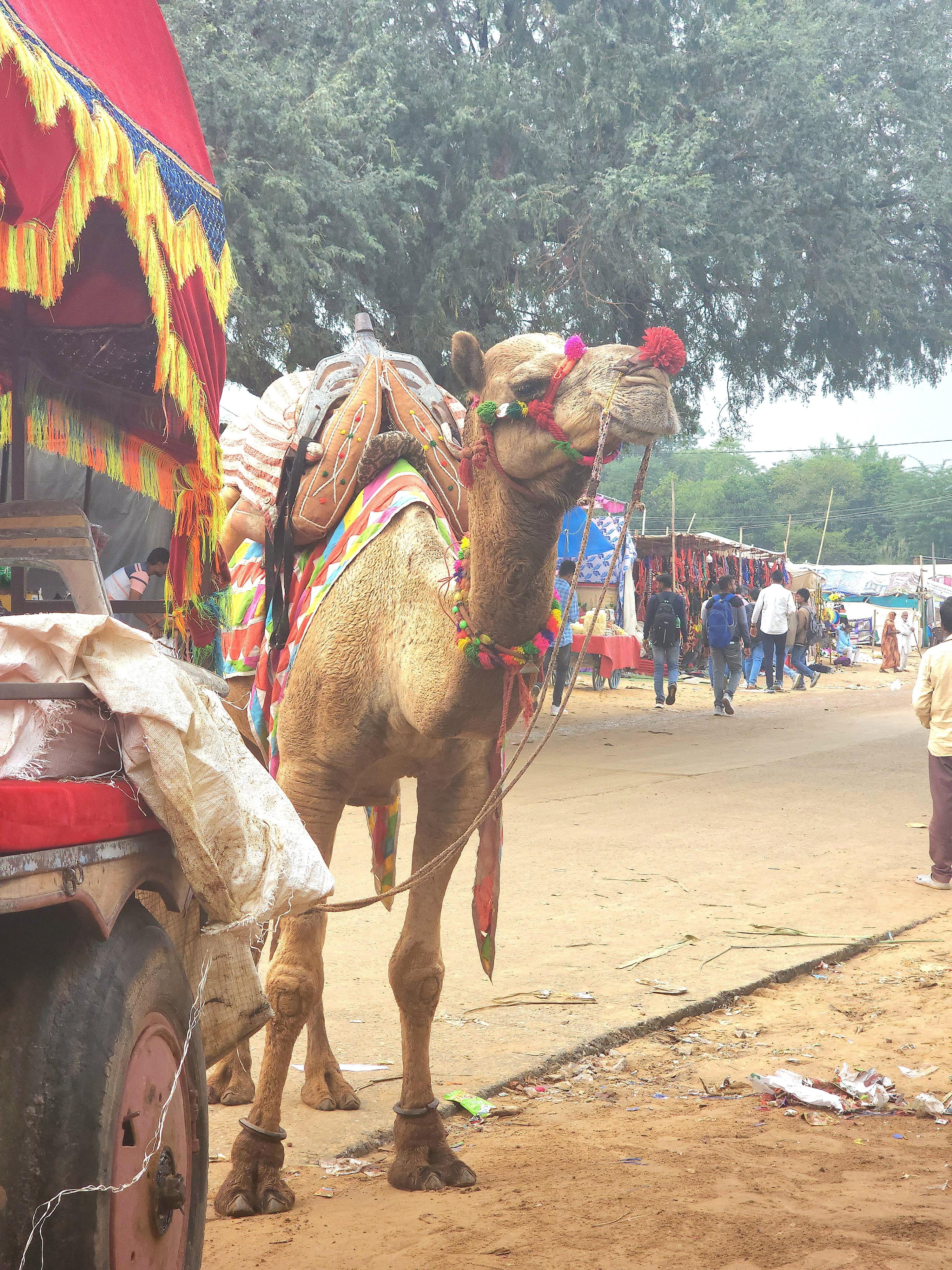 Camel festival