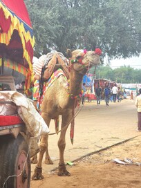 Camel festival
