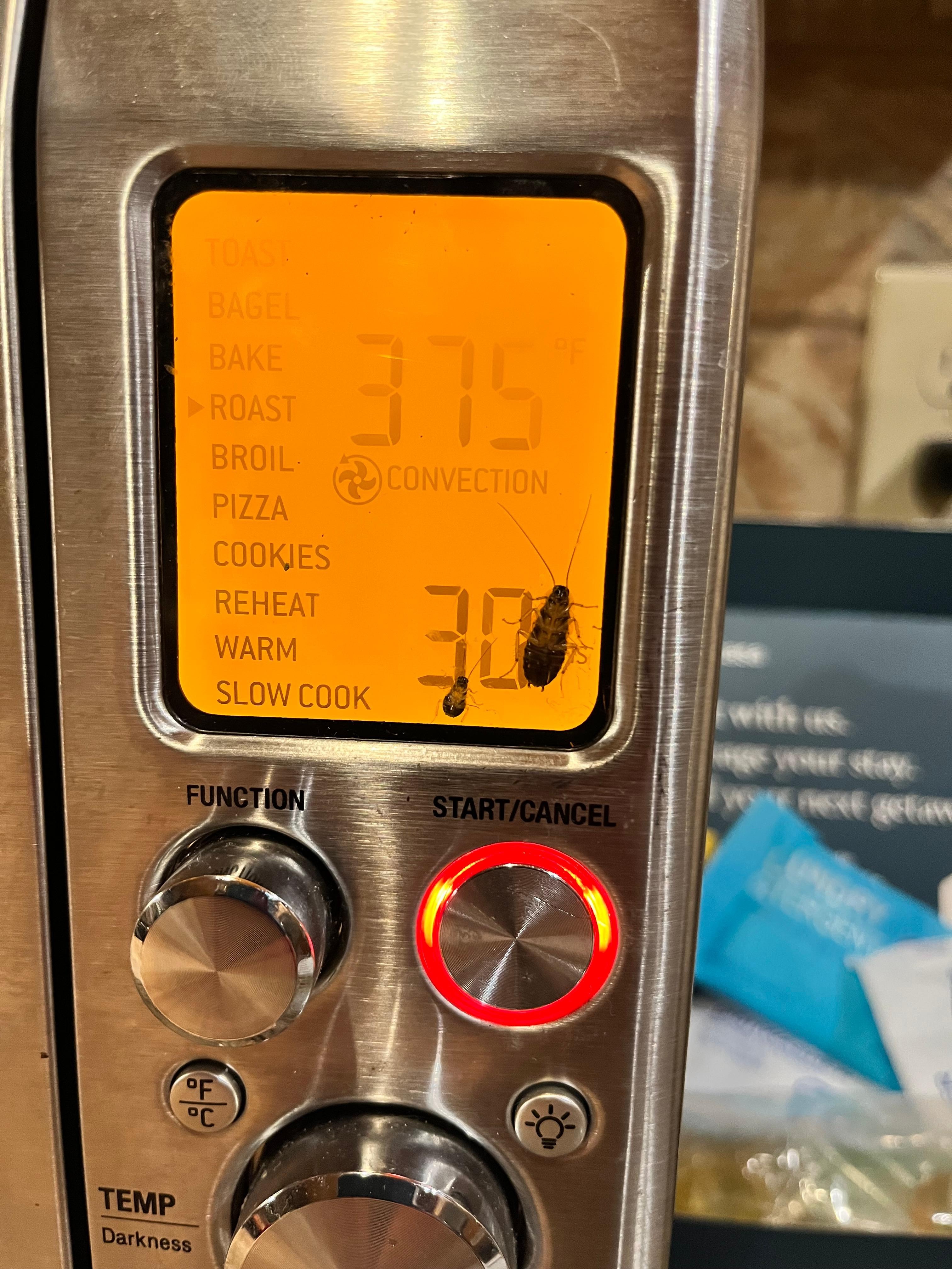 Roaches in the toaster over display 