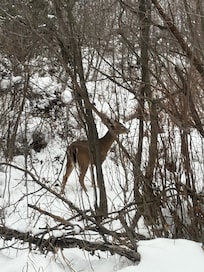 Deer saying hi near the home.