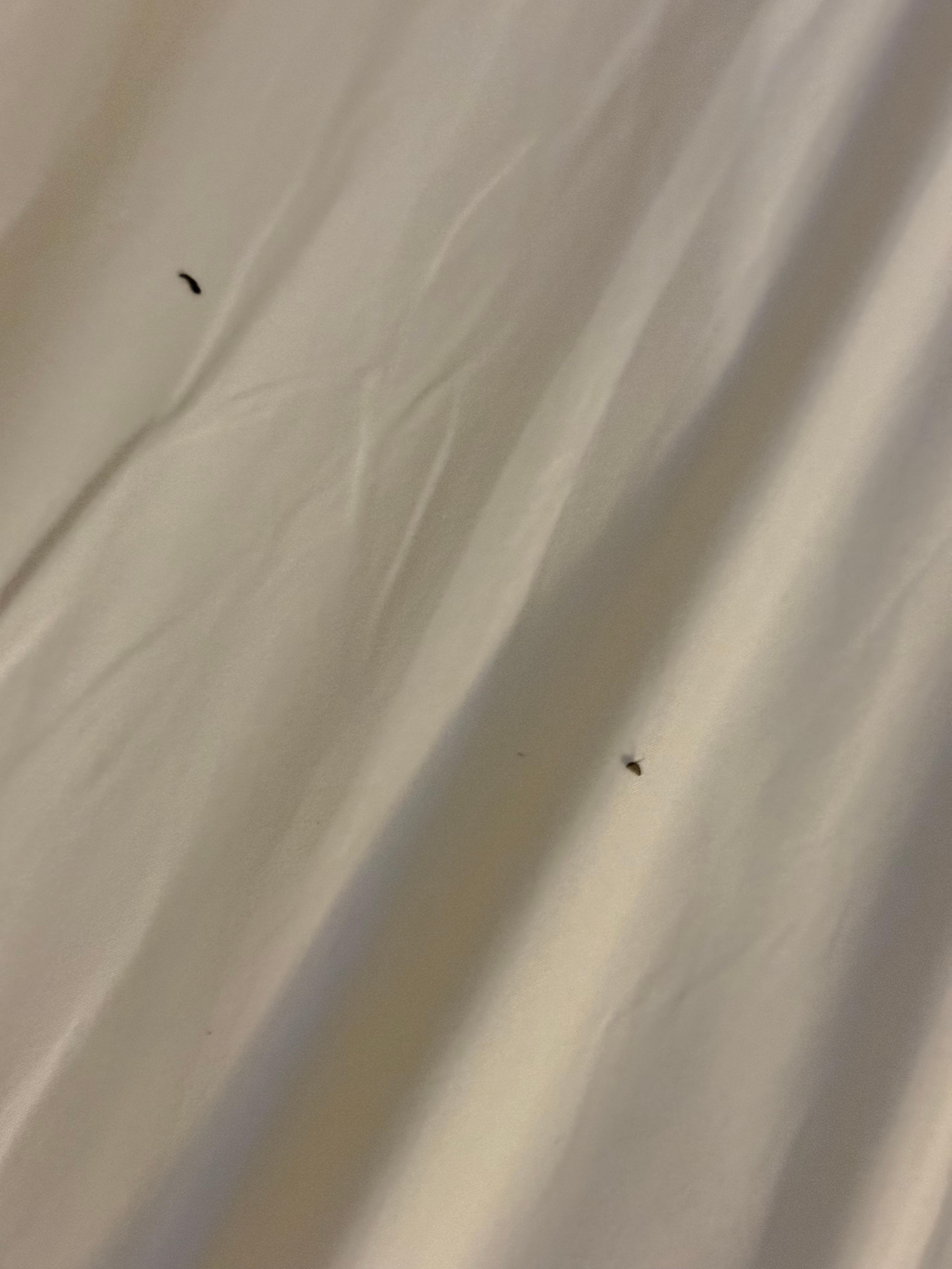 Bloody snot on the pillows and sheets. 