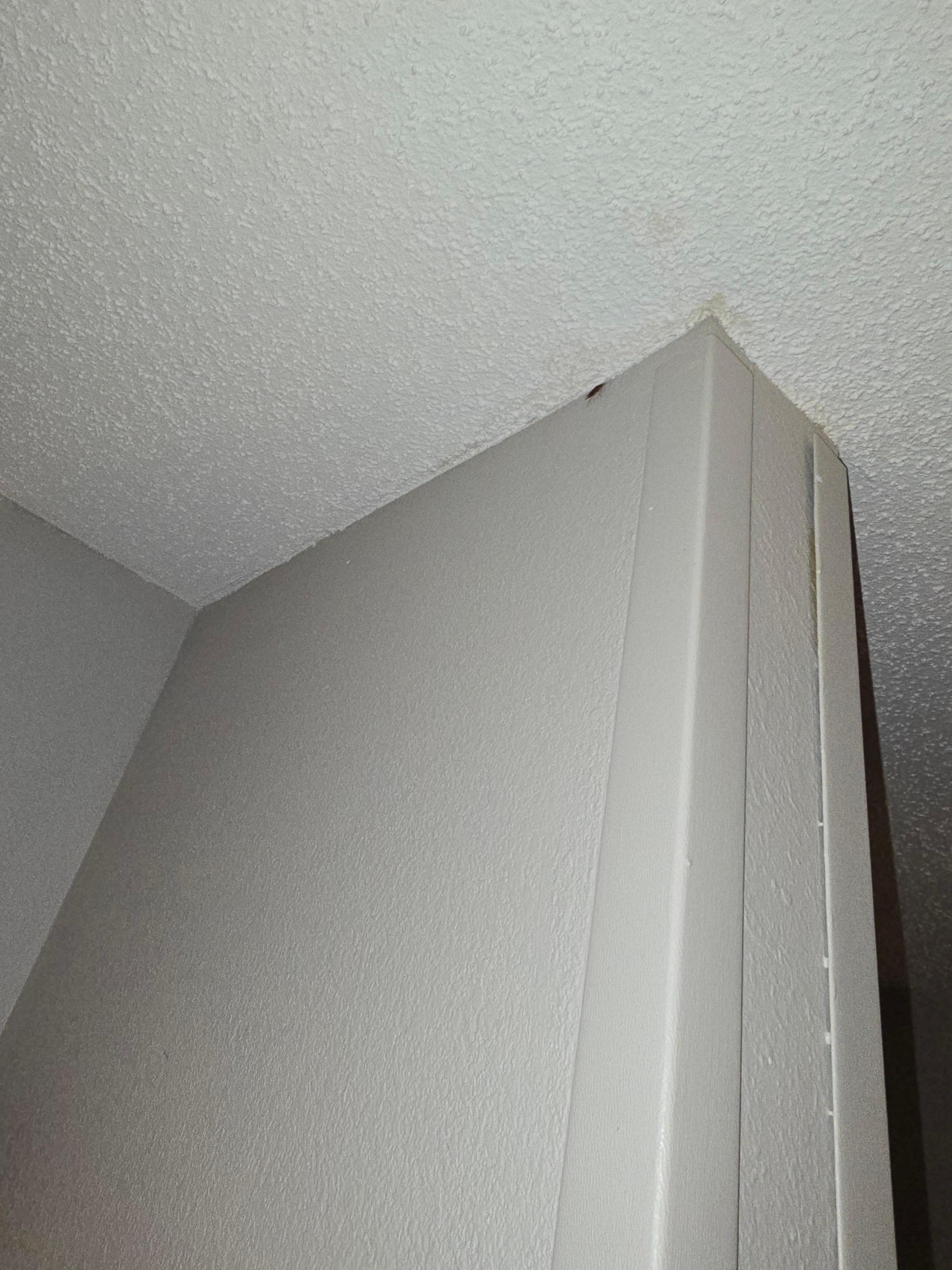 Cockroach in our room