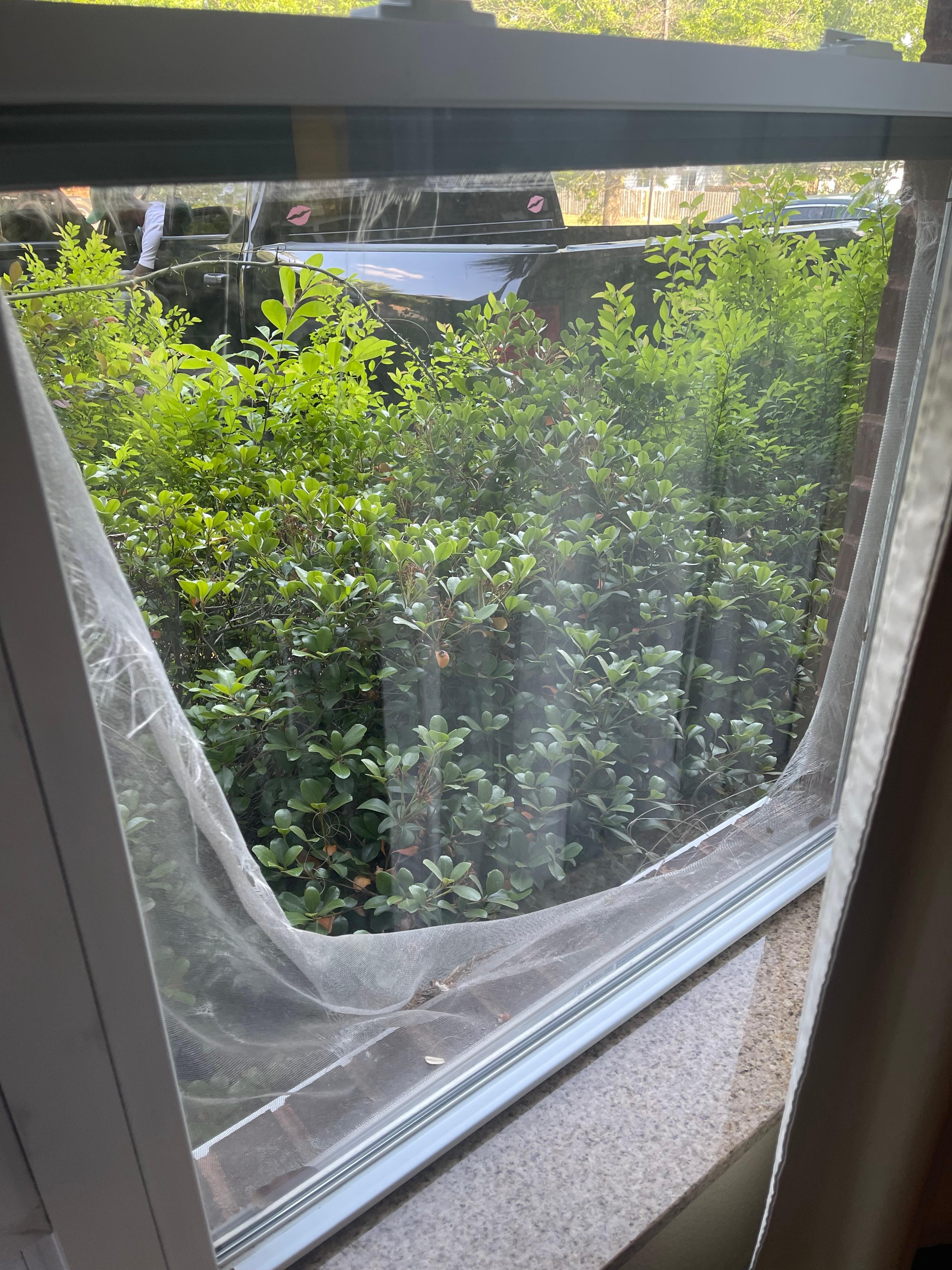 Screen on window torn to nothing