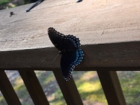 Butterfly on the deck