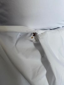 bed bugs