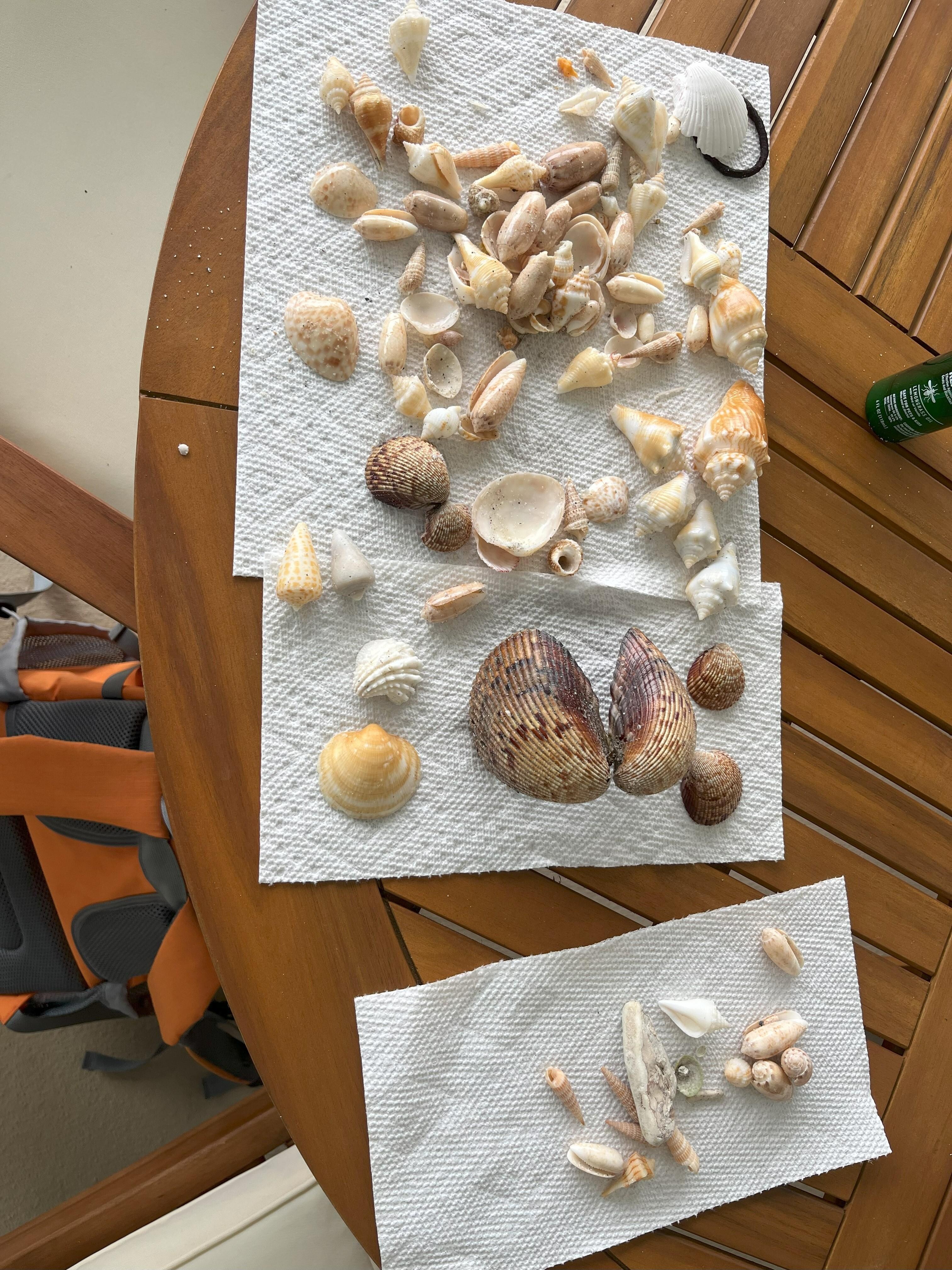 A few seashells of the day.