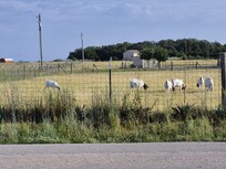The goats across the street.