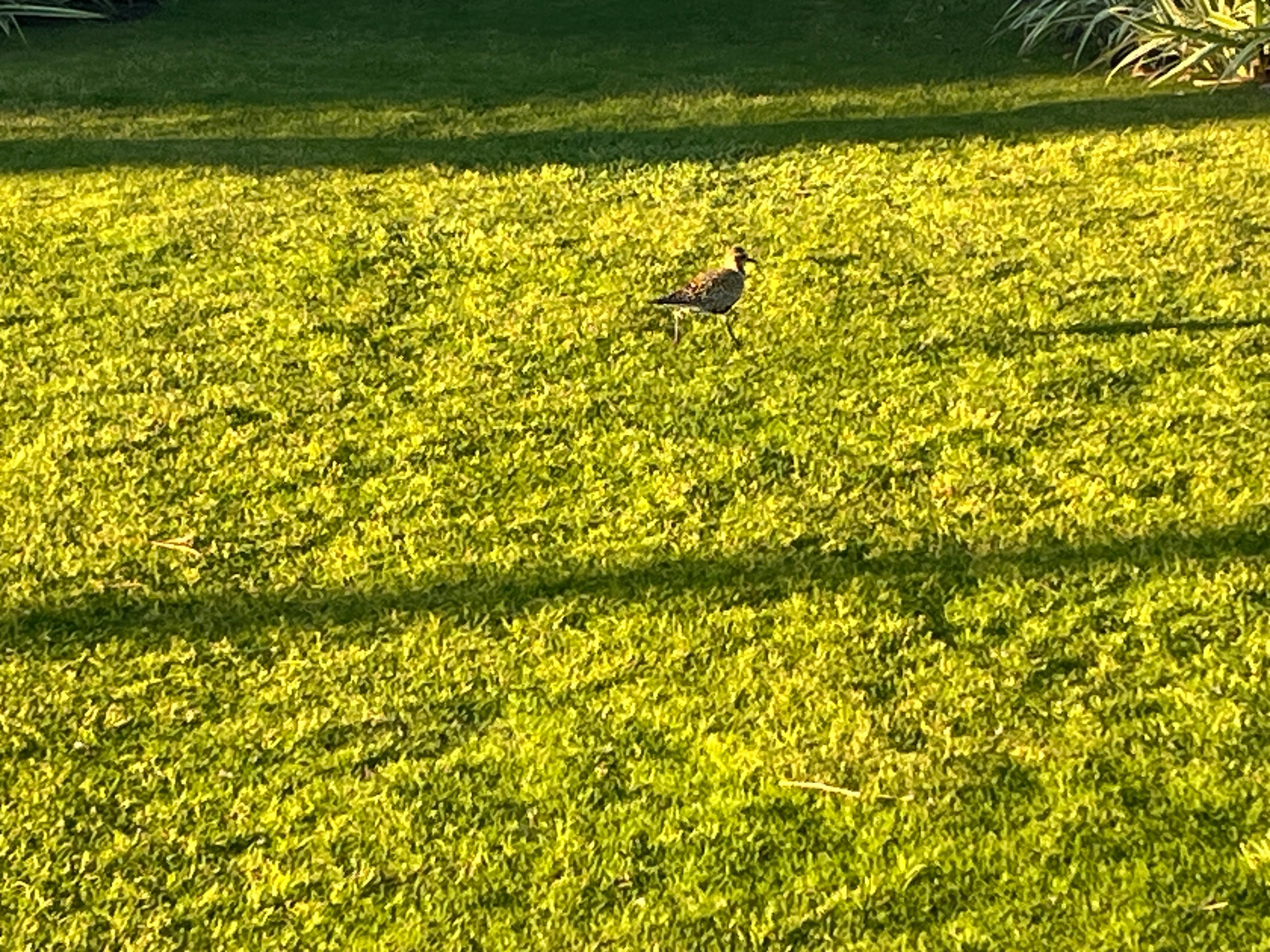 Plovers on grass. Also an occasional mongoose and cat