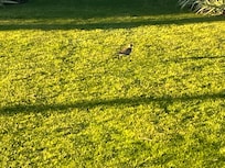 Plovers on grass. Also an occasional mongoose and cat