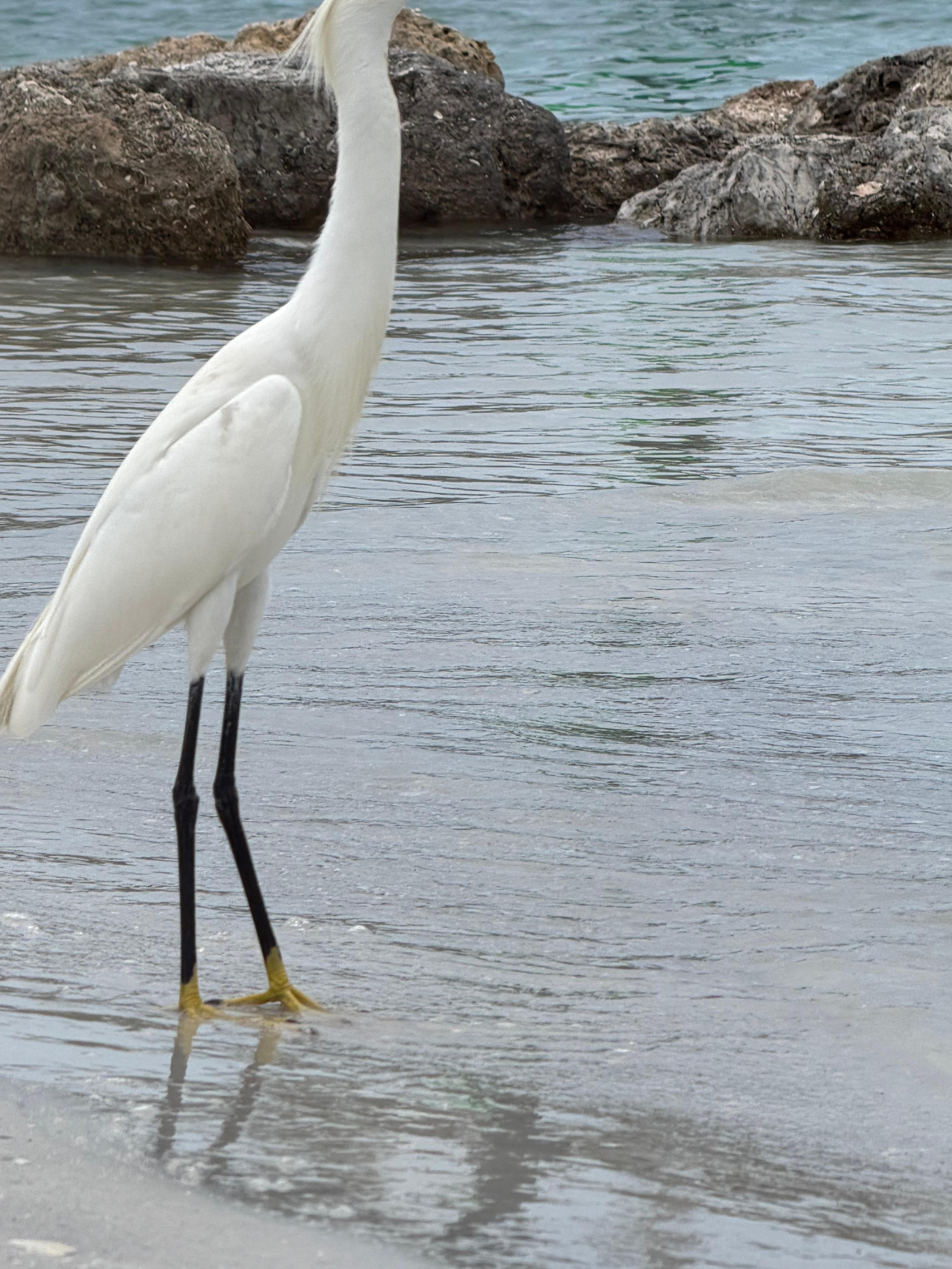Snake island bird resident 