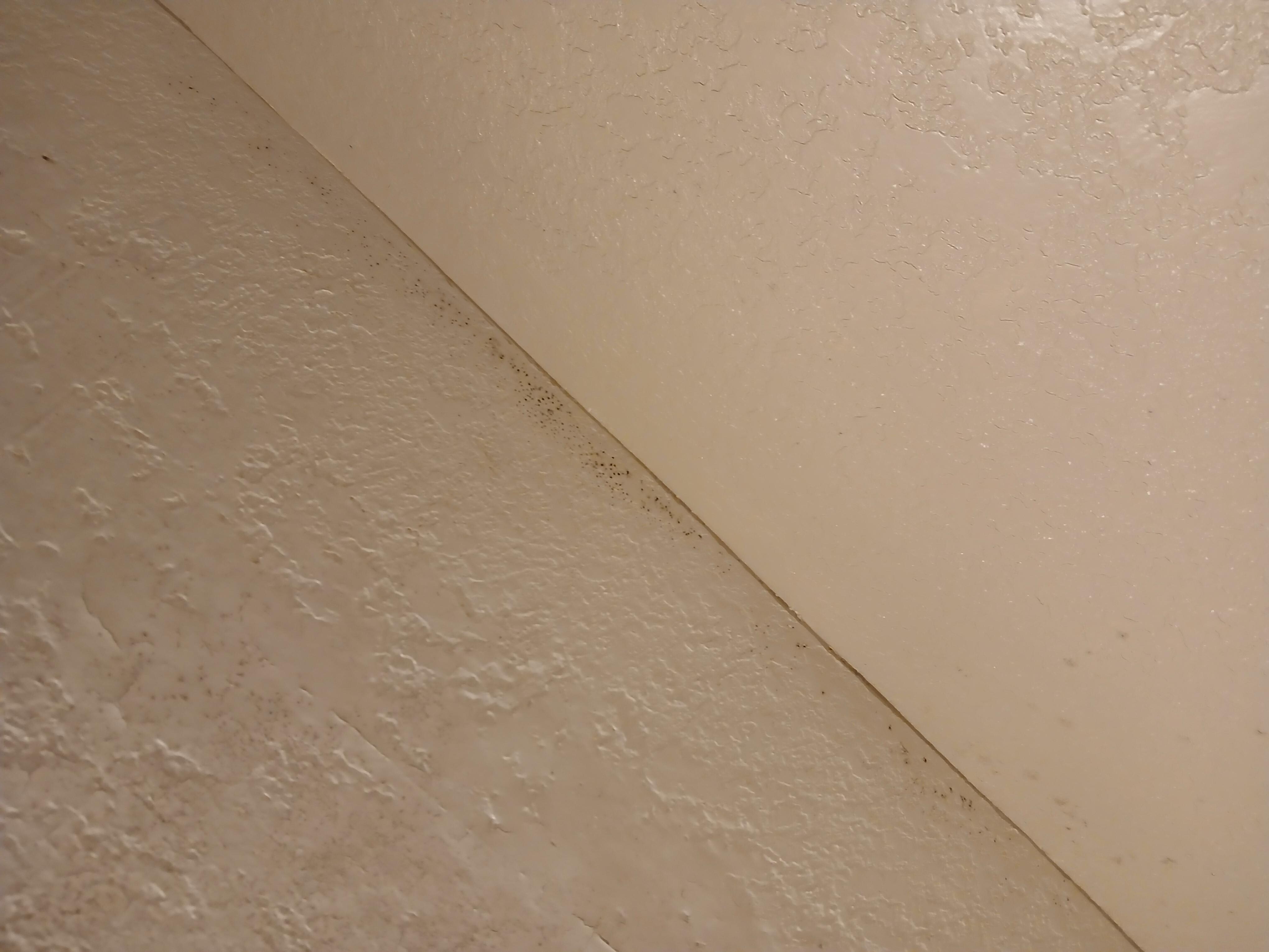 Mold around the wall in the restroom.