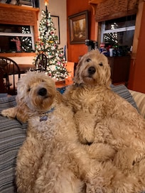 Our doods loved the cabin!!!