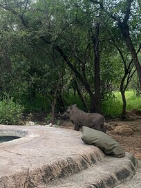 Pumba visit at the pool!