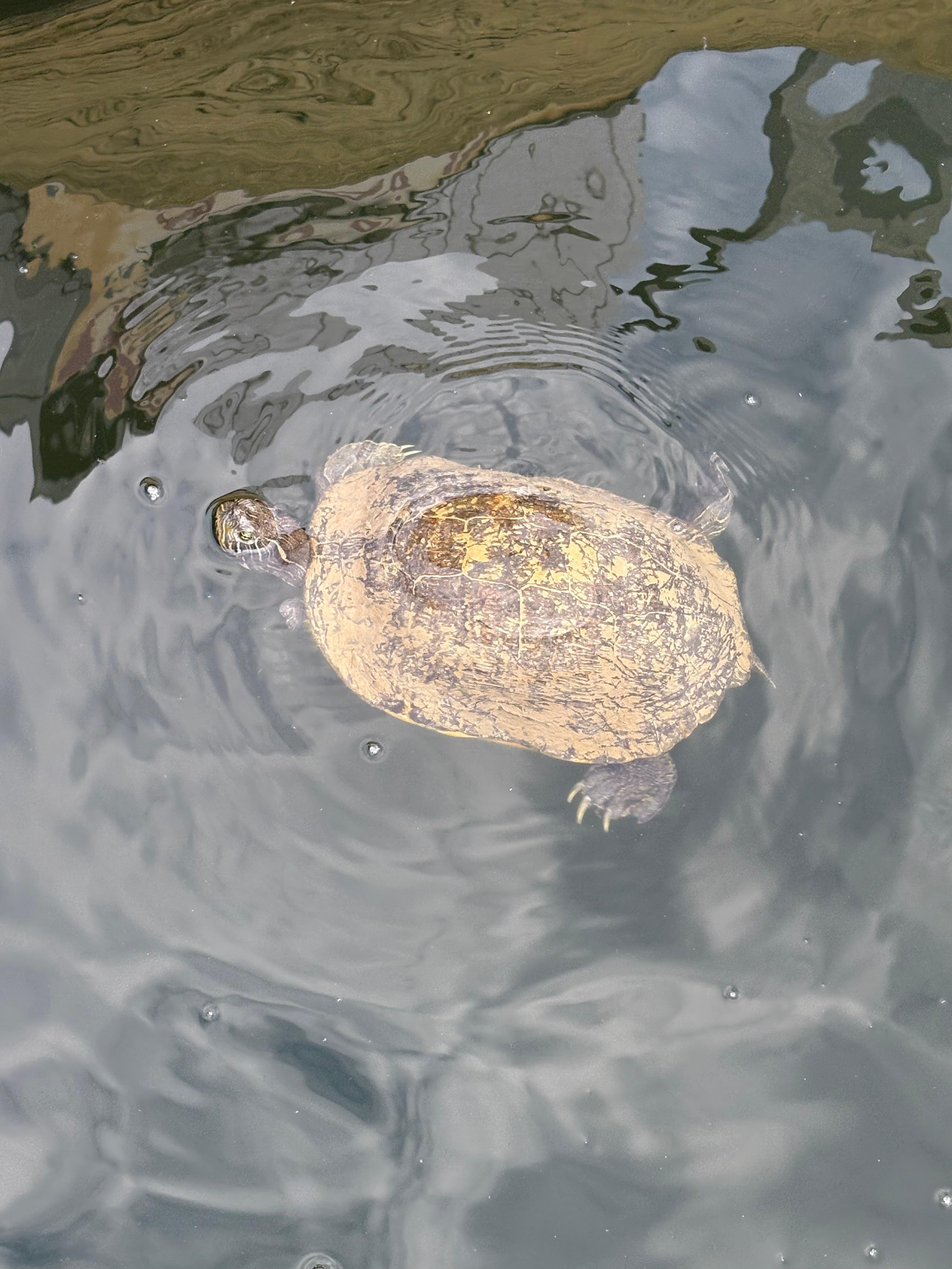 Snapping turtle welcoming committee