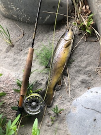 Nice brown trout caught 70 feet from the front door!