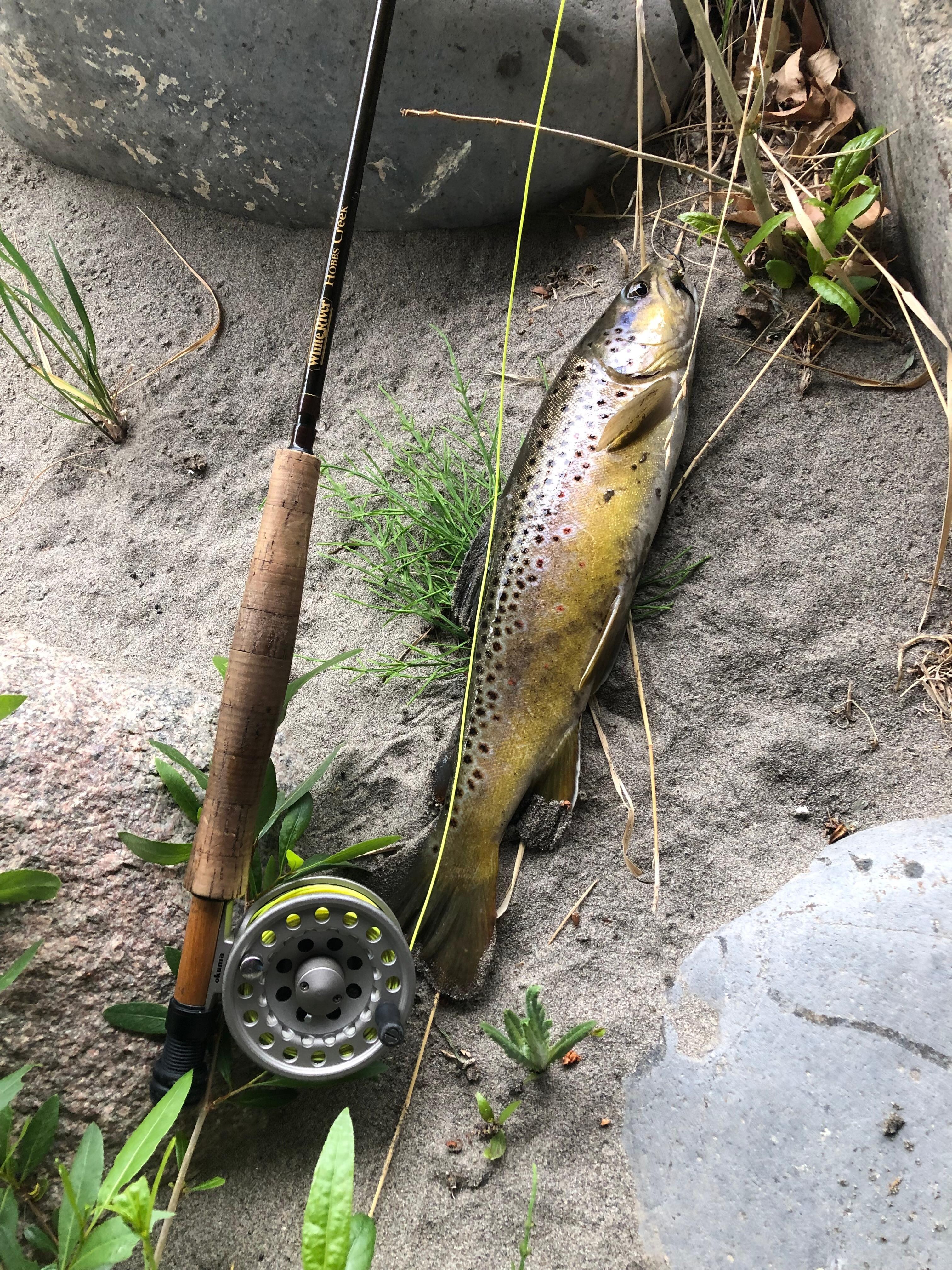Nice brown trout caught 70 feet from  the front door!