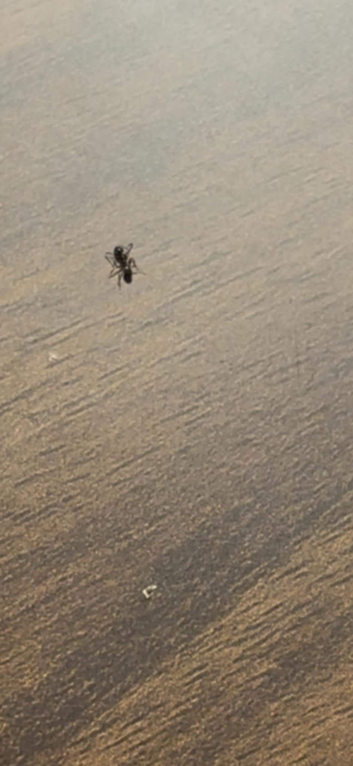 Ant on desk