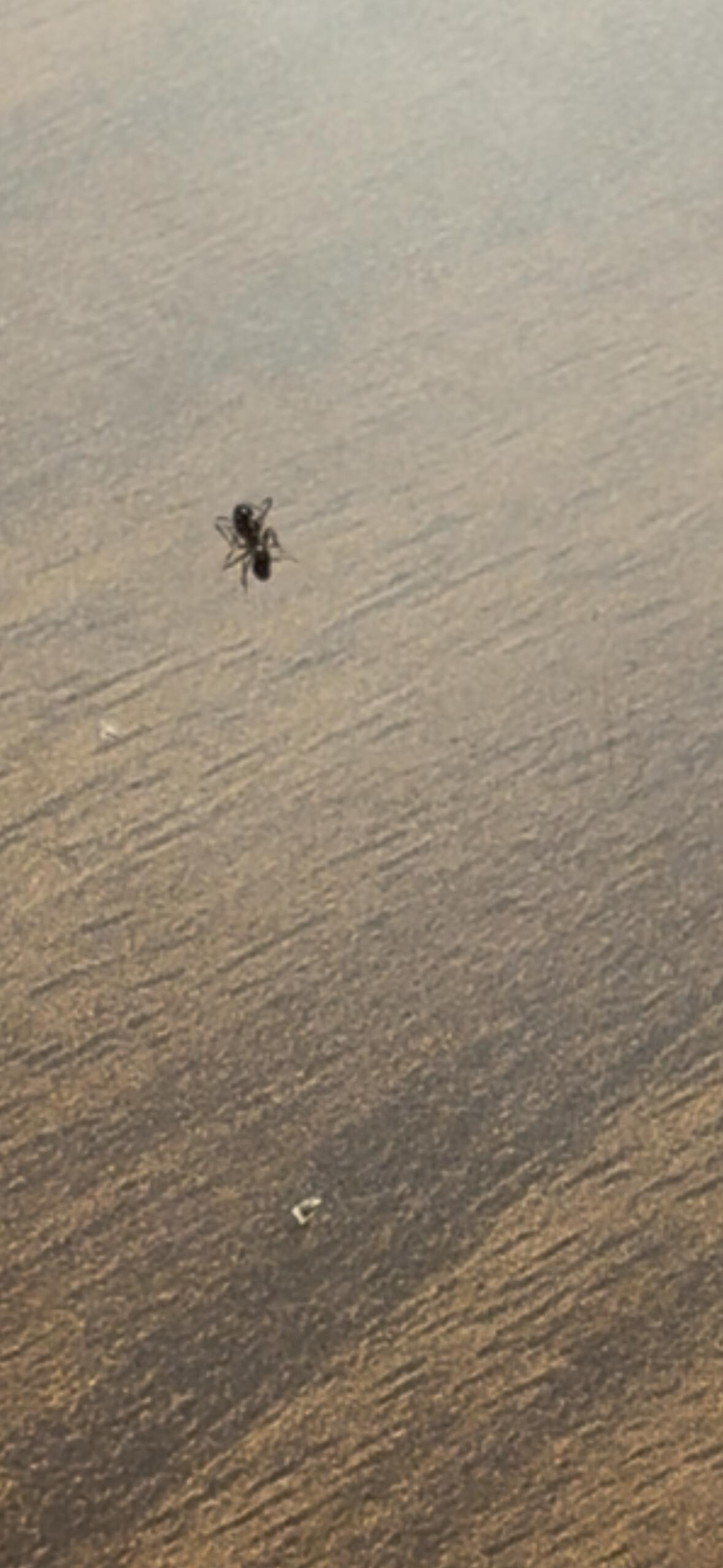 Ant on desk