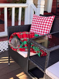 Ghost is an outdoor kitty that has a little heated house. We love this little fella. Just a highlight to all the other great things!