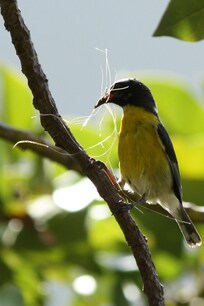 The Banaquits were busy singing and nest building in the avocado tree off the balcony.