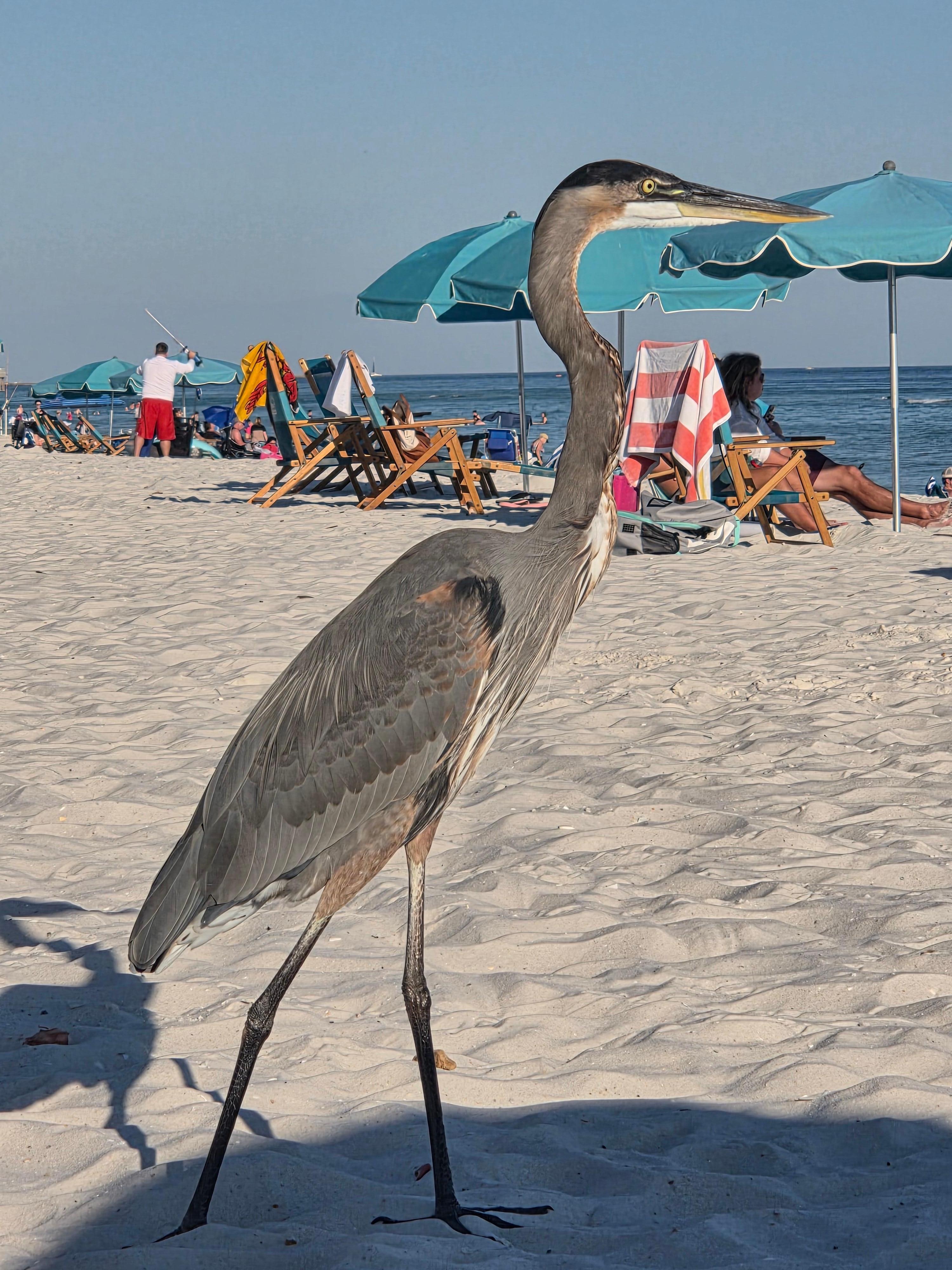 Visitor to our chairs and umbrella 