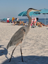 Visitor to our chairs and umbrella